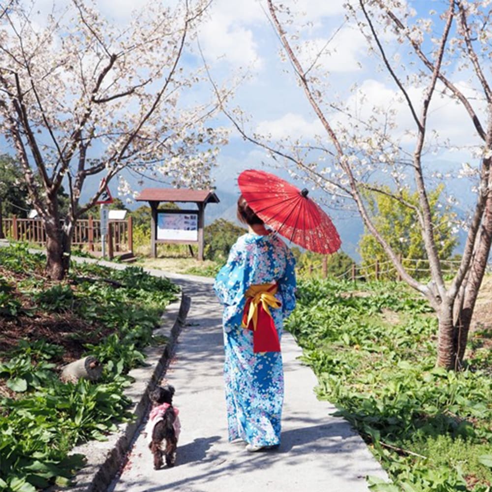 草莓季快衝!全台9家「免門票草莓園」:挑戰最大白草莓園、打卡免費吃冰 img