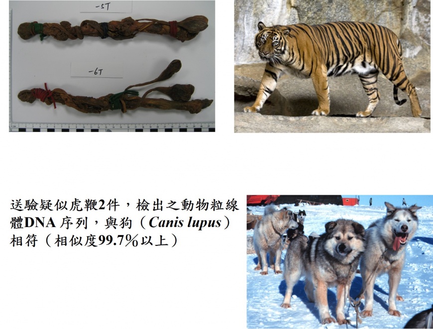 大型狗鞭常被用來冒充虎鞭。圖／調查局提供