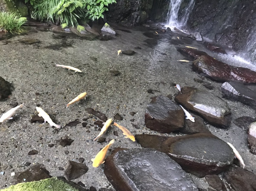 日本箱根玉簾瀑布水質超清澈，水池裡的魚像浮在半空中。圖／Twitter　影虎。