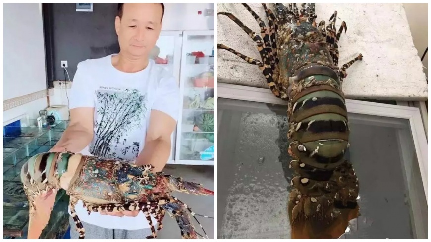 福建一位漁民捕獲到中華錦繡龍蝦，沒想到5天過後，龍蝦被人玩死了。(圖／翻攝自微博)