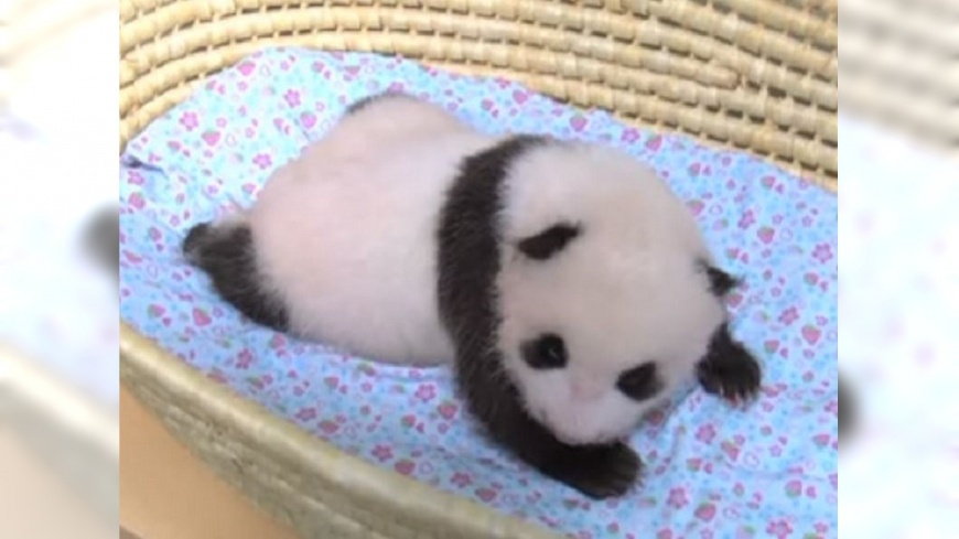 圖／YouTube 超療癒！6個月小貓熊香香　即將亮相