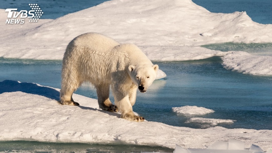 示意圖／TVBS 北極熊捕海豹待時機　近距離欣賞此其時也