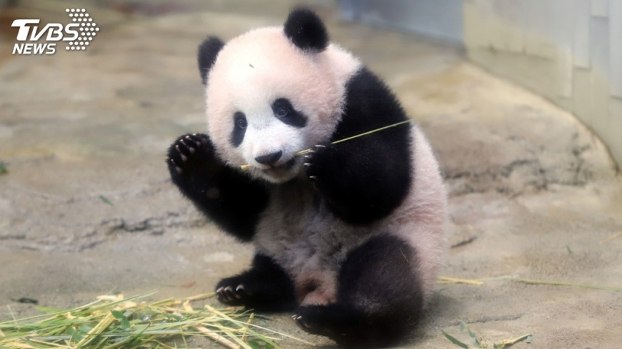 圖／達志影像路透社 卡哇伊！上野動物園小貓熊香香　媒體前首度亮相