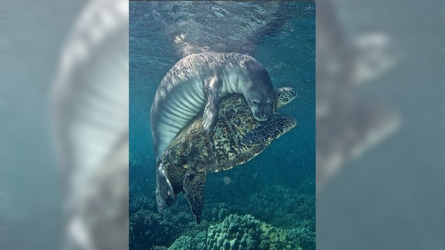圖／Beat Korner Instagram 超暖！海龜纏釣魚線受困　海豹環抱「啃線」解救