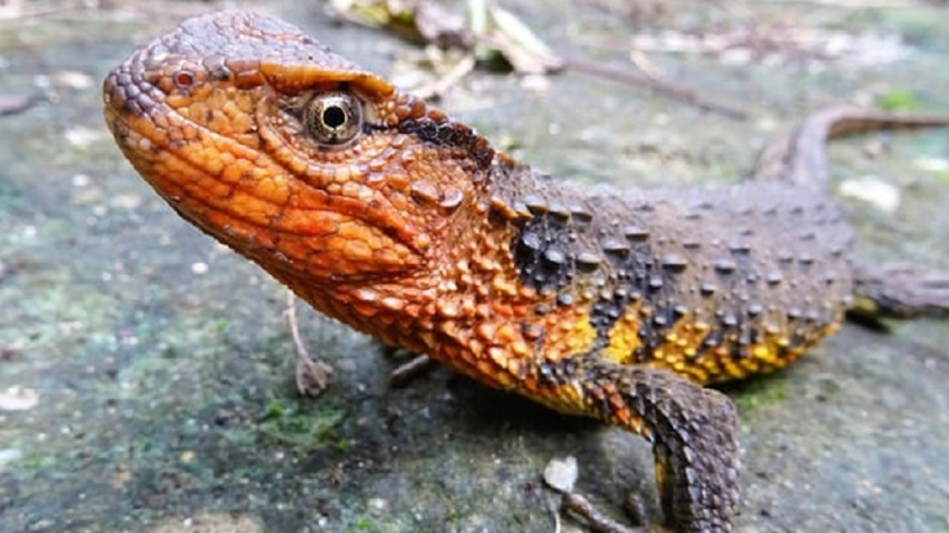  湄公河流域上百新物種　鱷蜥差點被賣掉