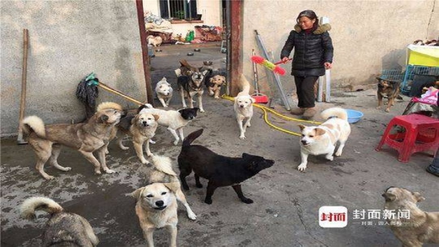 成都一名婦人為了養130隻流浪狗，把每月退休金都賠下去，甚至還賣屋籌錢。(圖／翻攝自看看新聞)