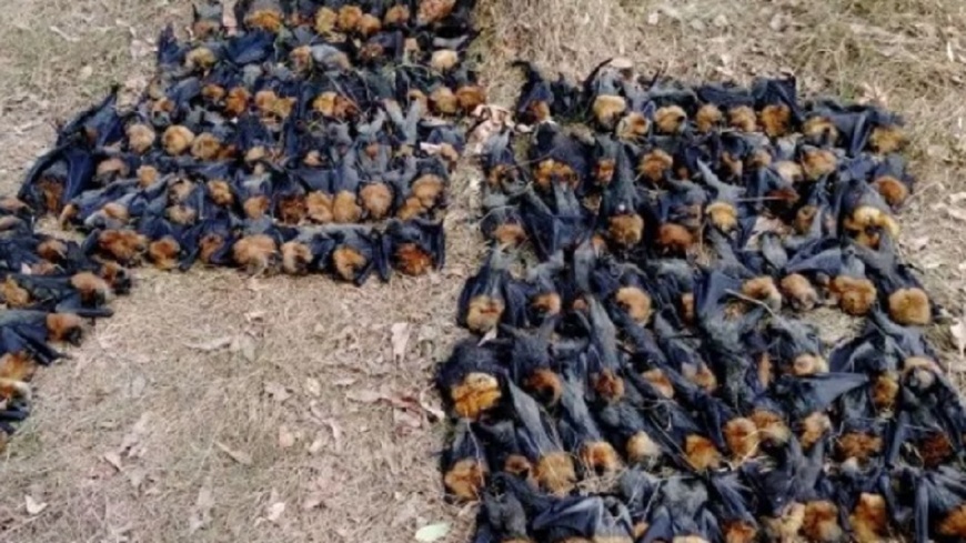  心碎...澳洲去年高溫史上第3　數百隻狐蝠熱死