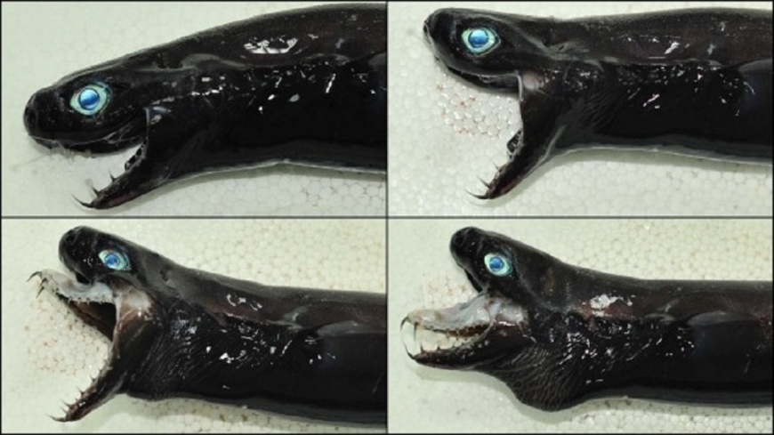 日前在台東外海捕捉到罕見的「卡氏尖頷烏鯊」，模樣十分嚇人，連外媒都爭相報導。(圖／水產試驗所提供) 台東捕獲「外星怪魚」　藍眼尖牙夯到外媒爭相報