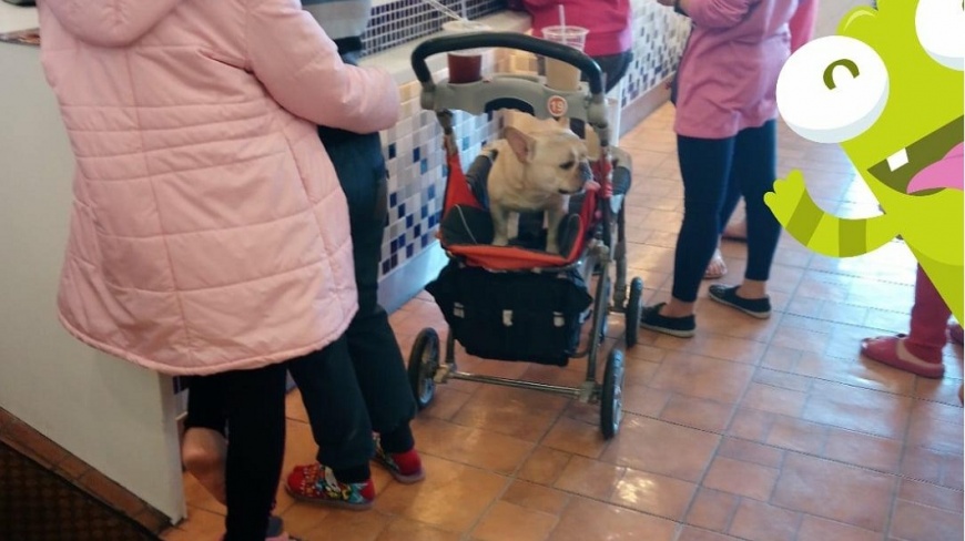 有民眾發現賣場嬰兒車竟被拿來使用載運毛小孩，網友一面倒地抨擊飼主。(圖／翻攝自爆料公社臉書粉絲團)