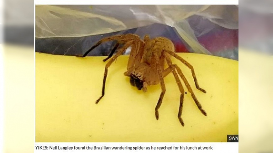 英國一名男子去超市買香蕉，回家時赫見一隻蜘蛛在袋子內。(圖／翻攝自每日星報)