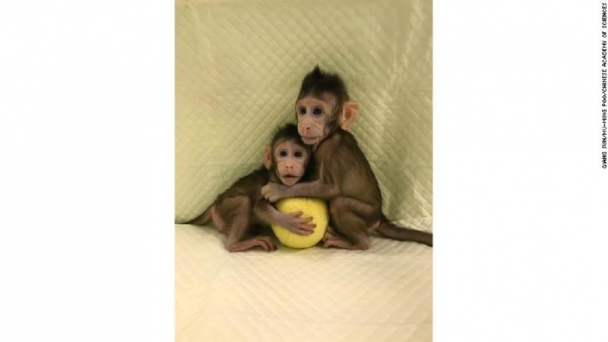  全球首例！中國成功催生體細胞複製猴　共有2隻