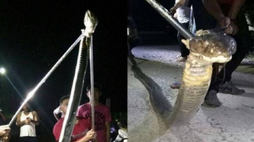 泰國一條5公尺長的眼鏡王蛇闖入民宅，嚇壞了當地所有村民。(圖／翻攝自泰國網臉書粉絲團) 5公尺眼鏡王蛇闖私宅　民先點蠟燭「賠罪」再抓牠