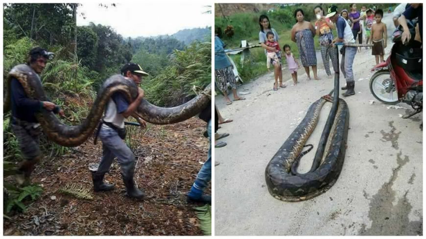 馬來西亞婆羅洲一處村民捕獲一條6公尺長的母巨蟒，將牠煮來吃了。(圖／翻攝自臉書) 6公尺母巨蟒交配聲太吵　引村民獵捕熱炒當晚餐