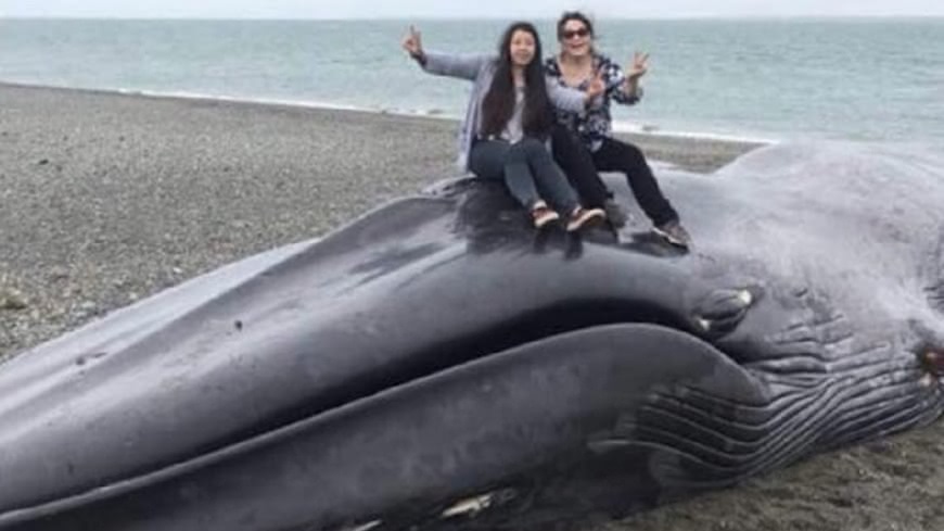 智利一處海灘發現藍鯨擱淺死亡，但竟然有民眾坐在身上拍照。(圖／翻攝自推特)