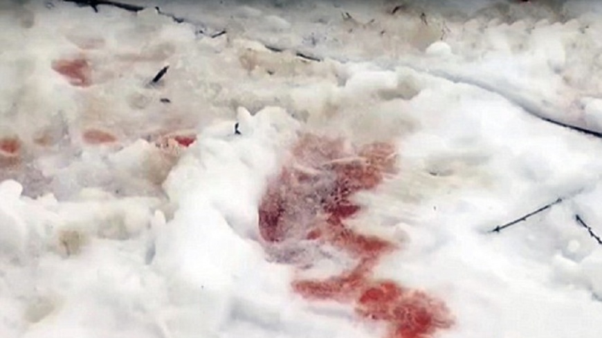 野狗攻擊少女，大片血跡染紅了雪地。翻自《每日郵報》