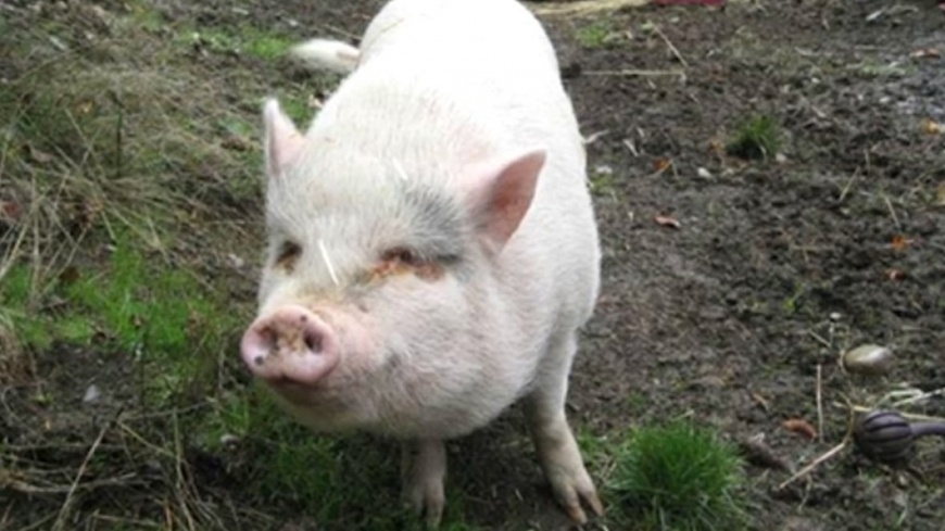 小豬莫莉被動物救援協會的人員救出來後，有人願意領養牠，沒想到卻把牠煮來吃。(圖／翻攝自推特)