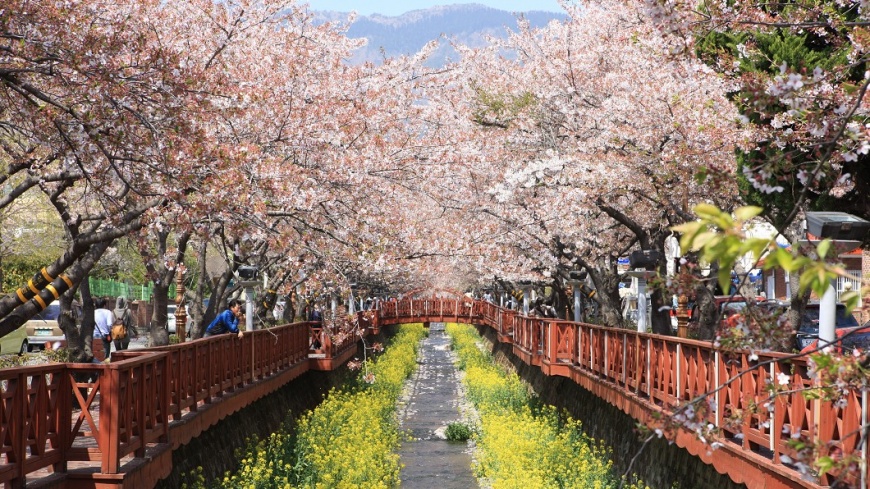 圖／韓國觀光公社提供 韓國賞櫻情報看這裡　濟州島3/25最早盛開