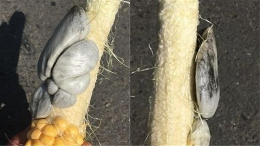 圖／翻攝自臉書《斗六人文社交團》 吃玉米驚見「灰白色不明物」　內行人解答：是高級貨！