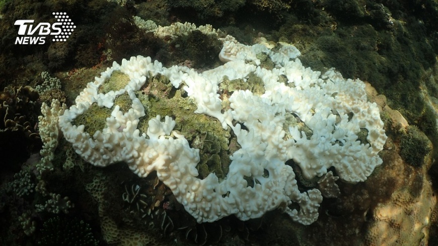 北台灣海域首次大規模珊瑚白化 中研院生物多樣性中心提供 (2) - 北台灣海域首次大規模珊瑚白化 中研院生物多樣性中心提供 (2).jpg 圖/中研院生物多樣性中心提供