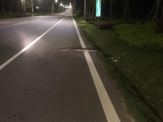 原PO看蛇過完馬路。圖/翻攝自靠北金門臉書