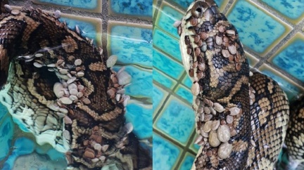 蟒蛇遭511隻壁蝨狂咬　痛到潛進泳池「淹死牠們」