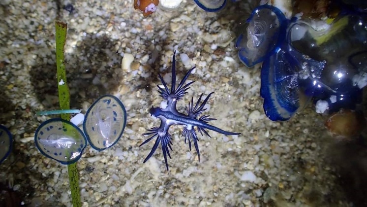 海神。圖/「藍洞潛水Blue Hole Dive Center」授權提供。