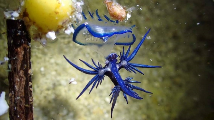 海神。圖/「藍洞潛水Blue Hole Dive Center」授權提供。