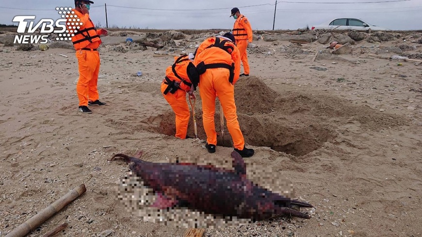  澎湖白沙鄉赤崁村牛踏尾海灘發現2隻保育類的瓶鼻海豚屍體。圖／中央社