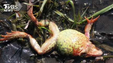 武漢市場再爆販售「野生青蛙」 全網怒批:死性不改