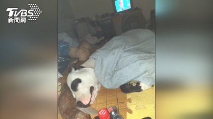 比特犬「總裁」遭踹亡 椰子伯慟:當女兒在養
