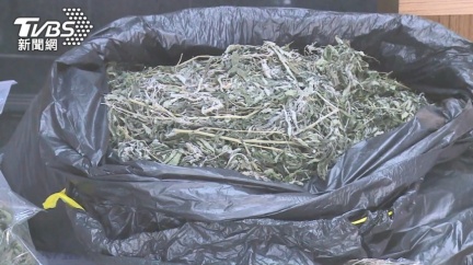 手搖飲店飄「炒九層塔」味 警聞逮大麻工廠