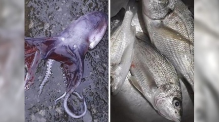 喜獲「7腳章魚」準備料理 資深釣客驚:有毒別吃