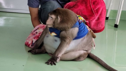 阿嬤養的?泰猴暴肥到20kg 胖到變球被強迫飲控