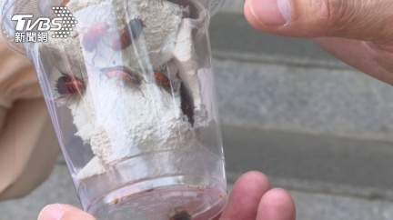 蟑螂吃起來味道如何? 超噁真相網吐爆:有陰影了