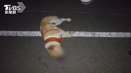 機車追撞腳踏車 無辜小狗當場吐血亡