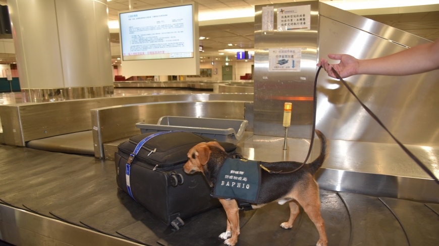 圖/機場公司使用二氧化氯消毒旅客行李，減低檢疫犬的抗拒，每天都能快樂健康執行任務。
