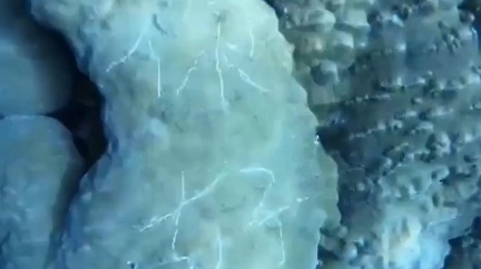 蘭嶼海底珊瑚礁遭刻字　潛水教練怒譴責