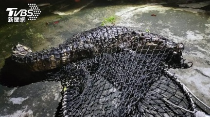 1.5米鱷魚現屏東水溝　深夜溜搭居民嚇破膽