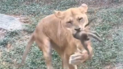 野生小獼猴因嬉戲墜圍欄　母獅撲上咬死壽山動物園回應了