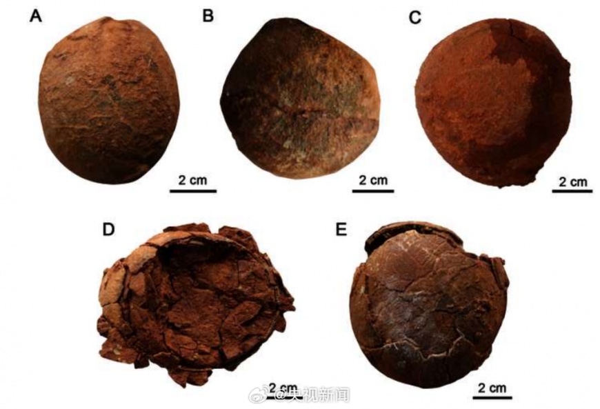 變形蛋約是中白堊紀晚期的鴨嘴龍蛋。（圖／翻攝自@央視新聞　微博）