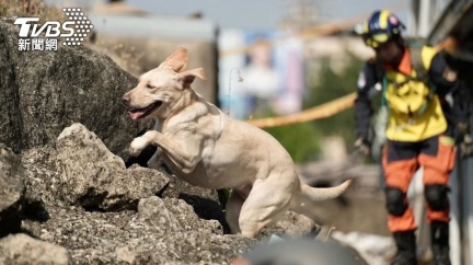 新北搜救犬「木蘭」癌逝　領犬員淚成瀑布