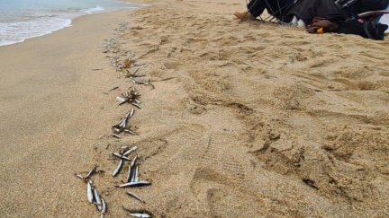 南韓海灘驚現「整排魚屍」　民眾擔憂：大地震前兆