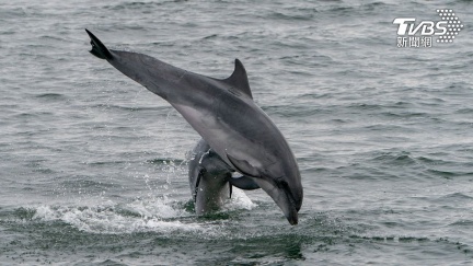 海水變血水！資深船長「獵殺海豚」當魚餌捕鯊魚　惡行全程被拍