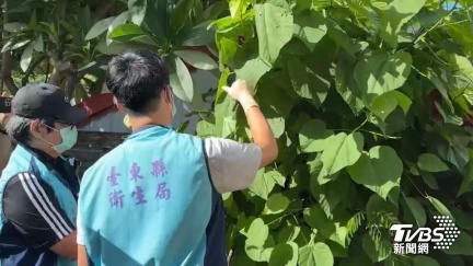 何物致命？台東小米粽「阿粨」釀3死　衛生局帶回3食材