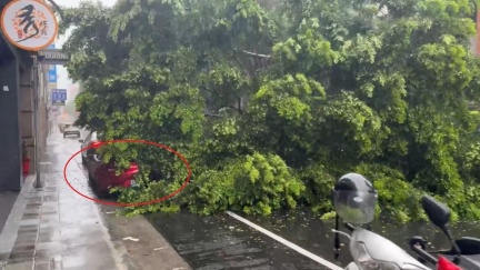 大雨侵襲！萬華路樹倒塌猛砸雙門跑車　雙載機車逃死劫