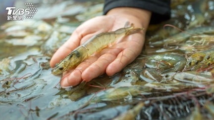 網傳「蝦病毒會傳人」害失明！疾管署：台無疫情赴陸、泰注意