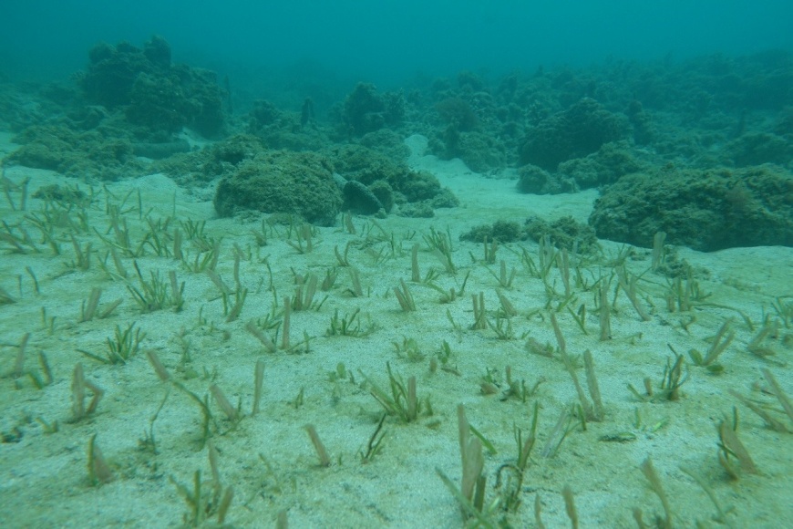 海委會聯名農業部提藍碳方法學　獲環境部審議通過