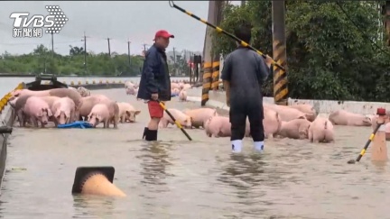 中南部暴雨上千豬隻暴斃沒豬賣　全台肉品市場13日休市
