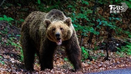 最新日本熊出沒地圖　AI預測一鍵查詢風險