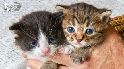 喵星人強制植入晶片倒數1月　最高罰1.5萬元